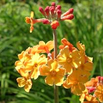 Primula bulleyana