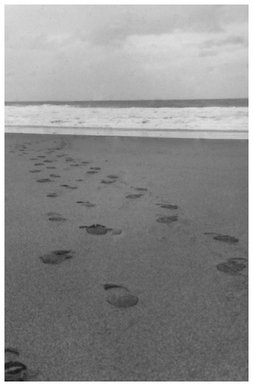 Step
