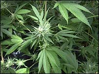 Planta da maconha