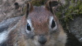A Canadian Squirrel...