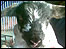 Bruno, the 21lb born lamb