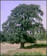 A great oak. 