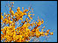 Trees in autumn