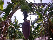 Chuối