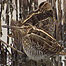 Snipe