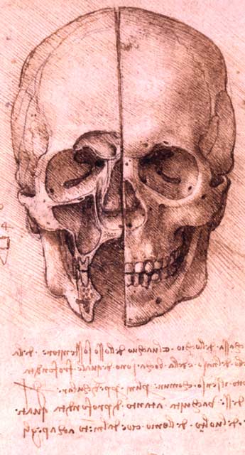 Skull sketch