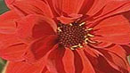 Dahlia