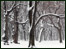 Trres and ground covered in snow