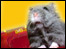 Gerbil