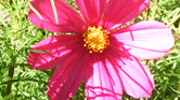 Flower Power...