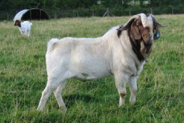 Boet Goat