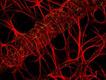 Foto: Cameron Johnson/Nikon Small World