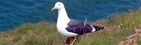 Seagull