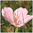 Walney Geranium