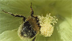 A bee covered in pollen by Steve Wainwright
