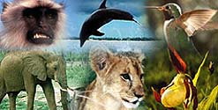 Nature montage