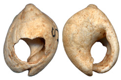 Seashell Beads
