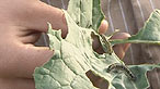 Caterpillars
