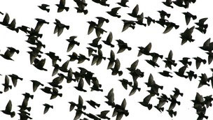 Birds flying