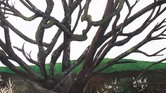 Country tree...