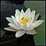 Wetlands (Image: Water Lily) 