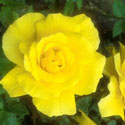 Rosa, Rose