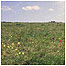 Rodborough c/o Natural England and Peter Wakely