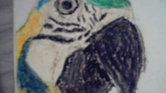 Parrot