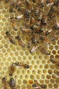 Bees