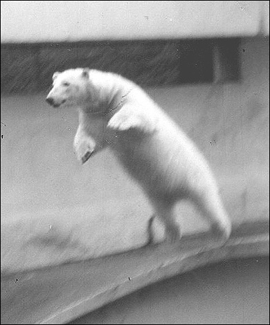 polar bear