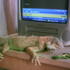 Lizard Wizard