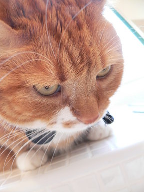 Tilly my cat