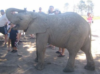 Elephant