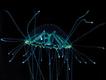 Foto: Gary Cranitch / Queensland Museum