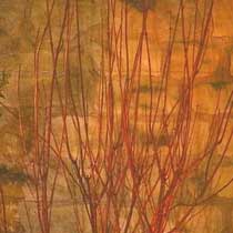 Cornus sanguinea