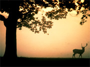 Wollaton Park deer