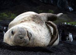 Elephant seal hauled up on beach