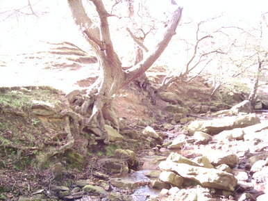 Trees over river