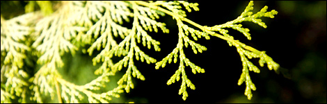 Fern