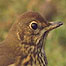 Activities (Image: Song bird)