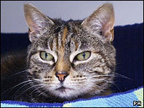 Gato