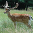 Deer c/o Chris Packham