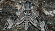 Convolvulus Hawk by Stuart Ball/Joint Nature Conservancy Council