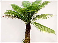 Dicksonia Antartica