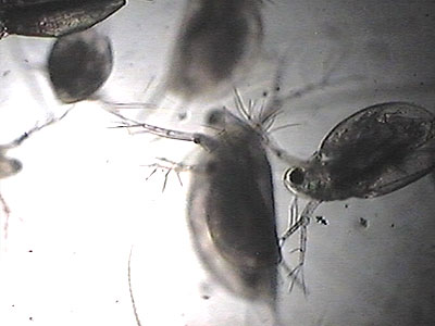 Microscope Image
