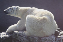 polar bear