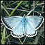 Downland Blue c/o Murray Downland Trust