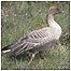Pink footed Goose c/o RSPB Images/Chris Gomersall