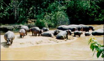 Hippos