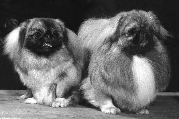 toy dogs